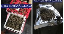 Stire din Eveniment : PERCHEZIȚII la Techirghiol și Eforie. Patru indivizi, arestați pentru trafic de minori și droguri!