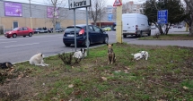 Stire din Social : Sufocați de rahați! Cine adună maidanezii de pe străzile din Constanța
