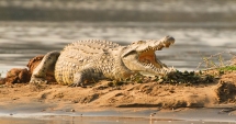Stire din Actualitate : ȘOCANT. Fotbalist, ucis de crocodil în timp ce se antrena