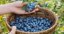Stire din Sănătate : Fructe pe care trebuie să le introduceți, neapărat, în alimentație