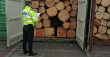 GALERIE FOTO. Stejar pentru export, trecut cherestea în acte, depistat de poliţişti, Portul Constanţa Sud Agigea