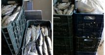 Stire din Eveniment : Peste 200 de kilograme de pește, transportate fără documente legale
