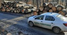 Stire din Economie : Salarii de lux la Garda Forestieră. Conducerea încasează mii de euro lunar, în timp ce pădurile dispar