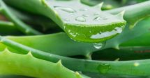 Stire din Sănătate : Castraveții și aloe vera vă ajută să mențineți fermitatea pielii