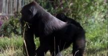 Stire din Actualitate : Panică, după ce o gorilă a evadat de la Zoo