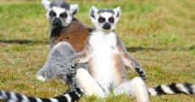 Stire din Actualitate : Grădina zoologică din Wellington şi-a dublat populaţia de lemuri cu coadă inelată