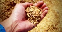 Fermierii au adunat nouă milioane de tone de grâu, o producţie care asigură necesarul de hrană şi disponibilităţi pentru export