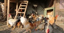 Stire din Actualitate : Primul deces provocat de gripa aviară. Victima s-a infectat de la păsările din curte
