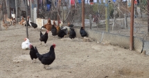 Stire din Social : Gripa aviară  se extinde.  Aproape 50 de cazuri, în numai două luni