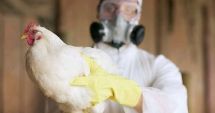 Stire din Actualitate : Virusul gripei aviare bate la porțile țării. Focar descoperit într-o fermă din Ungaria