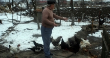 Stire din Sănătate : Două focare de gripă aviară în gospodării din județul Constanța