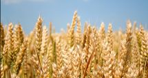 Statul va achiziționa 100.000 de tone de grâu pentru rezerva de stat