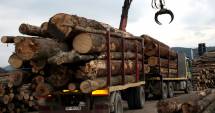 Stire din Economie : Guvernul discută măsurile privind exportul de material lemnos
