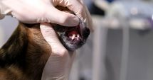 Stire din Eveniment : Primul caz fatal de rabie din ultimii 13 ani în România: Un bărbat murit după ce fost mușcat de un câine fără stăpân