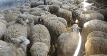 Stire din Economie : Îi doare în pix de Oieria Palas!