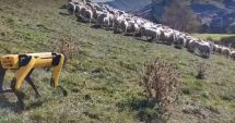 Stire din Economie : Inteligența artificială a ajuns și în fermele din România. Cum arată câinele robot cu AI
