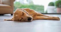 Stire din Actualitate : Un câine a devenit erou, după ce a salvat viața stăpânului său