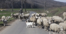 SCENE DE GROAZĂ! Turmă de oi spulberată de o șoferiță. 20 de animale au fost ucise pe loc