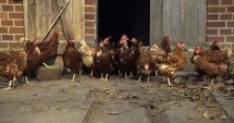 Stire din Social : Alertă de gripă aviară la Mihail Kogălniceanu! Mai multe păsări de curte au murit