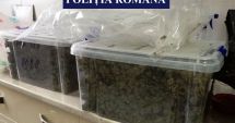 Stire din Eveniment : PERCHEZIȚII LA CONSTANȚA! 7,5 kilograme de cannabis, ridicate în urma unui flagrant
