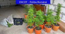 Stire din Eveniment : PERCHEZIȚII ÎN CONSTANȚA. GHIVECE CU CANNABIS, găsite într-o locuință!