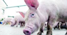 Stire din Economie : Importurile ilegale de porci vii, produsele din carne și biosecuritatea scăzută în exploatații
