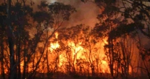 Stire din Actualitate : Șase morți în urma incendiilor forestiere,  în Chile