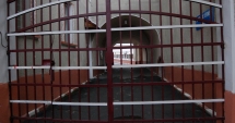 Stire din Eveniment : Scrisoarea unui deținut despre condițiile din penitenciar: "Mi-am bătut cuie în cap ca să scap de aici. Trăim printre gândaci și ploșnițe"