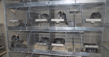 Stire din Economie : ADIO hainelor de blană! Parlamentul României a luat o decizie istorică