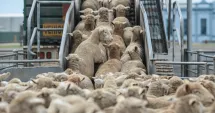 Stire din Actualitate : Produsele românești de origine animală cuceresc piețele externe