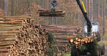 Industria forestieră reacționează la acuzațiile din spațul public