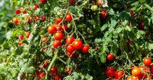 Stire din Economie : Investiţii, agricultură, banking. INFO economic