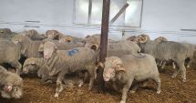 Stire din Economie : Banking, agricultură, piaţă de capital. INFO economic