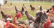 Stire din Economie : Bursă, agricultură, Produs Intern Brut. INFO economic
