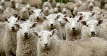 Stire din Economie : Finanțe, agricultură, producție industrială. INFO economic