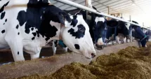 Stire din Economie : Finanțe, producție de carne, deficit comercial. INFO economic