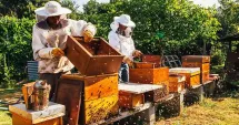 Stire din Economie : Cadastru, apicultură, resurse umane. INFO economic