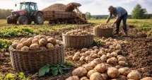 Stire din Economie : IT, agricultură, infrastructură rutieră. INFO economic