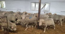 Stire din Economie : Bursă, agricultură, infrastructură rutieră. INFO economic