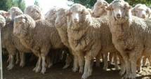 Stire din Economie : VEȘTI BUNE PENTRU ROMÂNIA! Interes major pentru exporturile românești de ovine și bovine în țările arabe