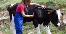 Stire din Economie : Fermierii nu mai pot administra tratamente animalelor