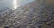 Stire din Actualitate : "Covor" de meduze pe plaja din Mamaia. Nevertebratele au fost aduse la mal de furtuna de ieri