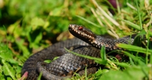 Stire din Actualitate : Zeci de cobre au scăpat dintr-o fermă ilegală. Localnicii, disperați