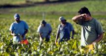 Stire din Social : La ce riscuri sunt supuși lucrătorii din agricultură