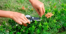 Stire din Diverse : Ixora. Eleganță  cu parfum