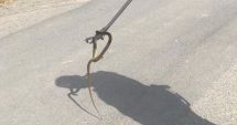 Un șarpe a fost descoperit într-o locuință din Valu