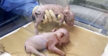 Japonezii clonează porci pentru a fi folosiți ca donatori de organe pentru oameni
