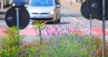 Stire din Social : Jardinierele din oraș au fost umplute cu lavandă