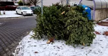 Stire din Social : Evitați amenzile! Unde sunt amenajate punctele de colectare a brazilor de Crăciun în municipiul Constanța