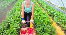 Stire din Social : Joburi în străinătate. Se caută muncitori necalificați în agricultură